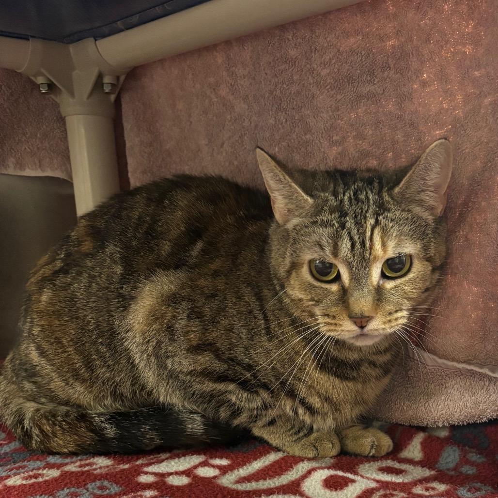 Enlarge Dolly, a Adoptable Domestic Short Hair in York, PA image 5/6