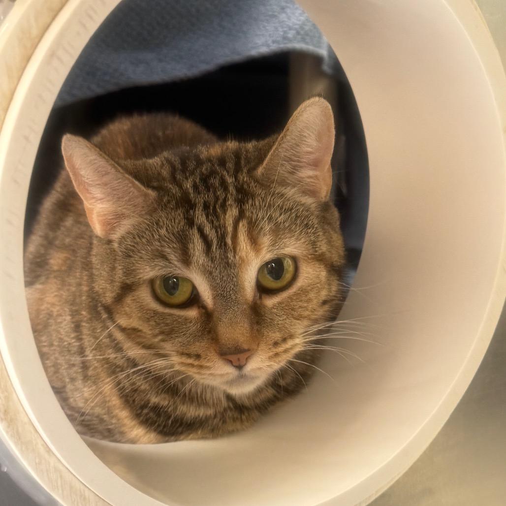 Enlarge Dolly, a Adoptable Domestic Short Hair in York, PA image 6/6