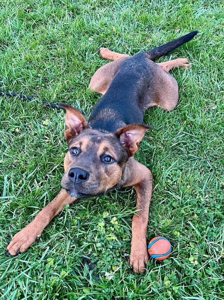 Toffee, a ADOPTABLE mixed breed in Bend, OR image 3/4