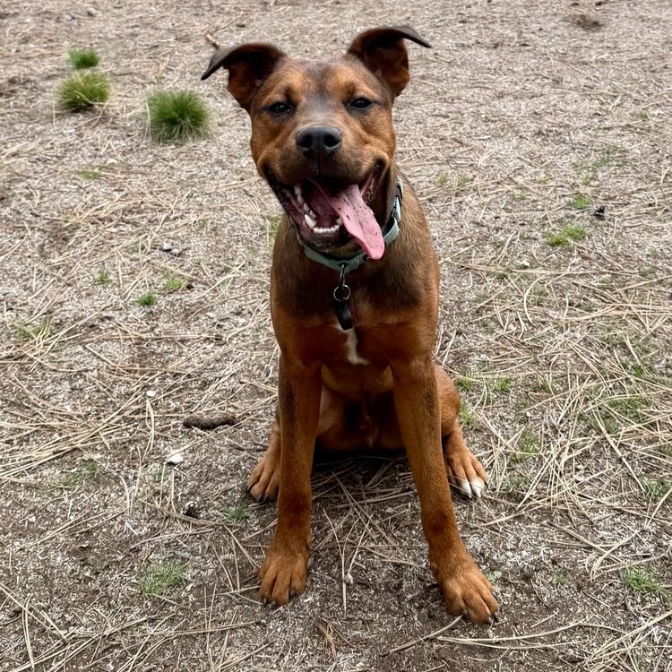 Toffee, a ADOPTABLE mixed breed in Bend, OR image 4/4