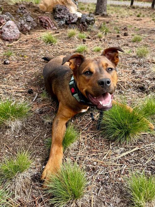 Toffee, a ADOPTABLE mixed breed in Bend, OR image 1/4