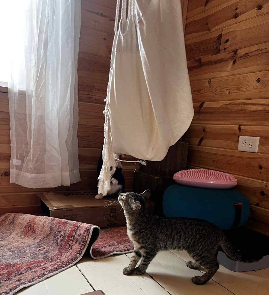 Suzuki, Adoptable, Kitten Female Domestic Short Hair.