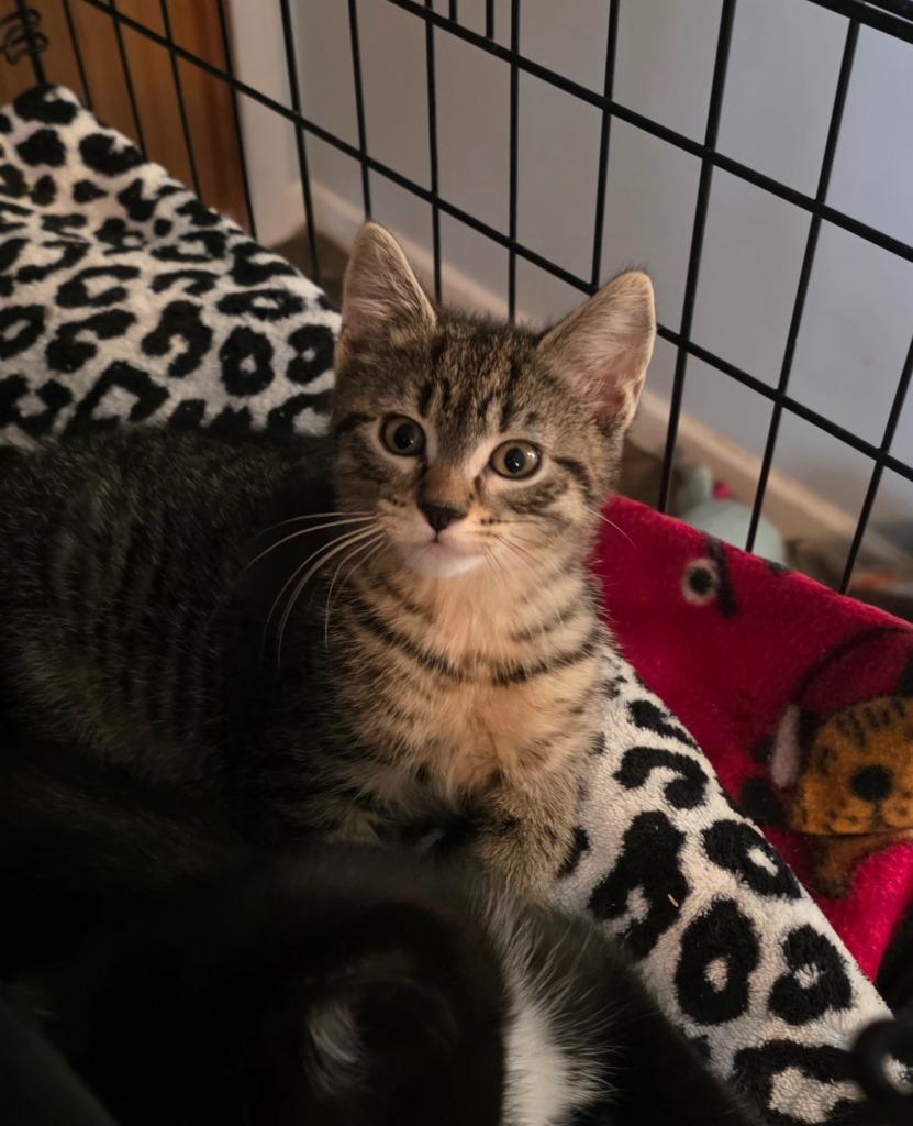 Enlarge Suzuki, a Adoptable mixed breed in Shell Lake, WI image 1/2