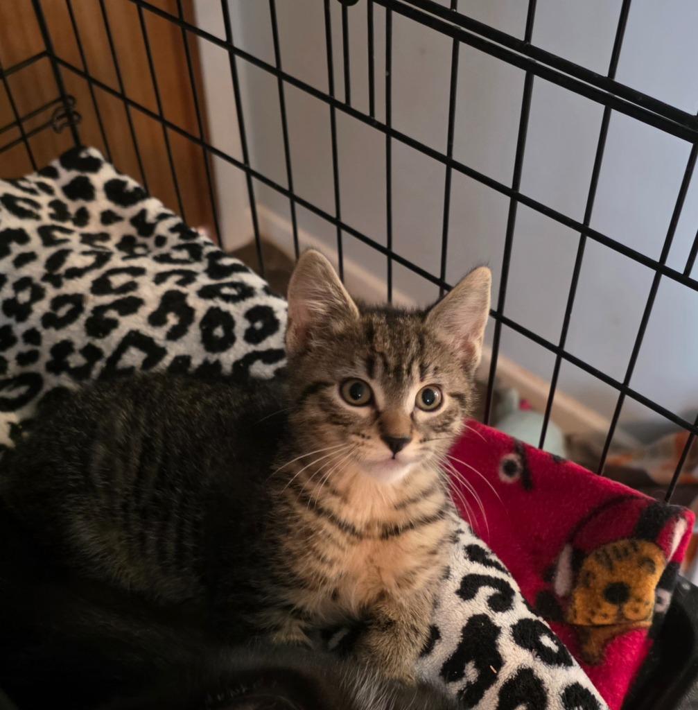 Enlarge Suzuki, a Adoptable mixed breed in Shell Lake, WI image 2/2