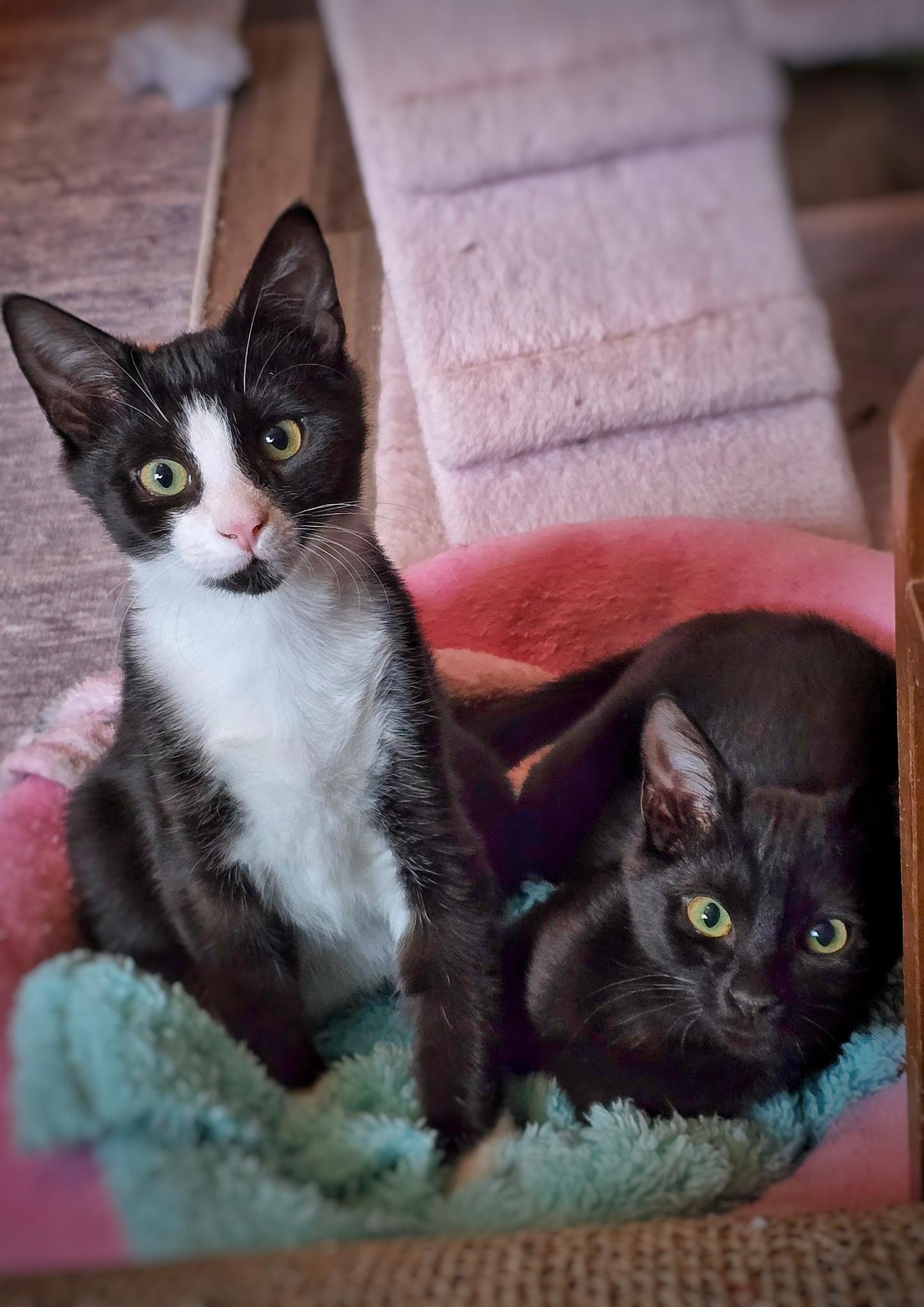 Robin + Jay, Adoptable, Kitten Female Domestic Short Hair.