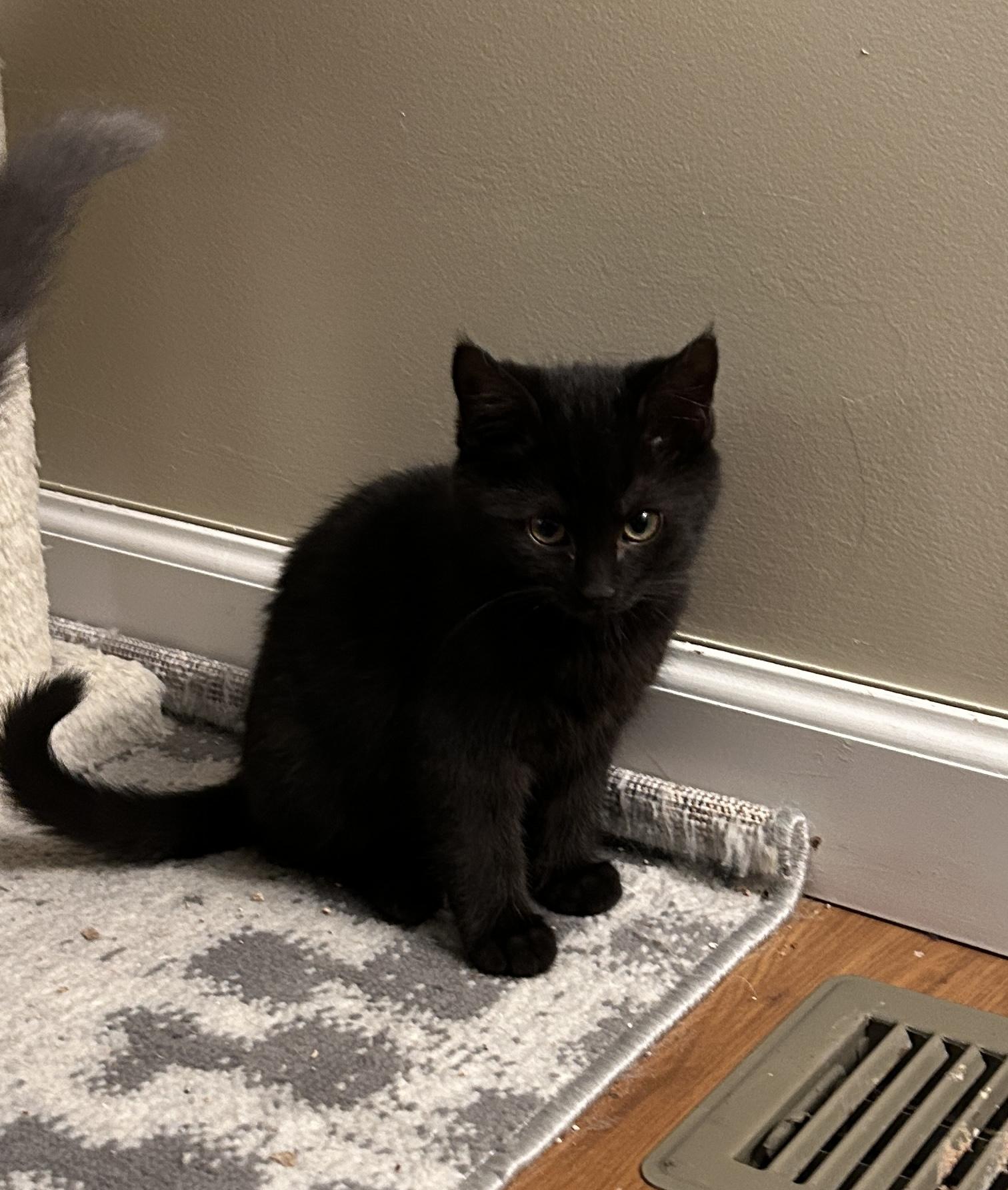 Robin, Adoptable, Kitten Female Domestic Short Hair.