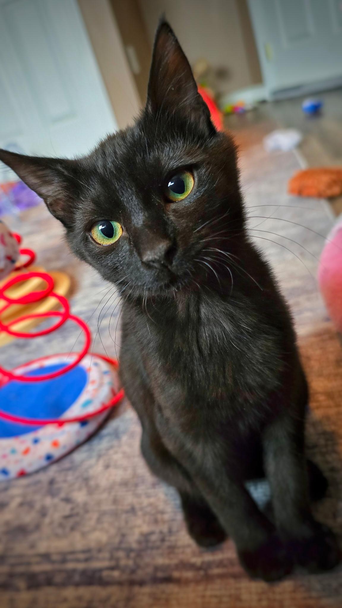 Enlarge Robin + Jay, a Adoptable mixed breed in BREINIGSVILLE, PA image 2/4