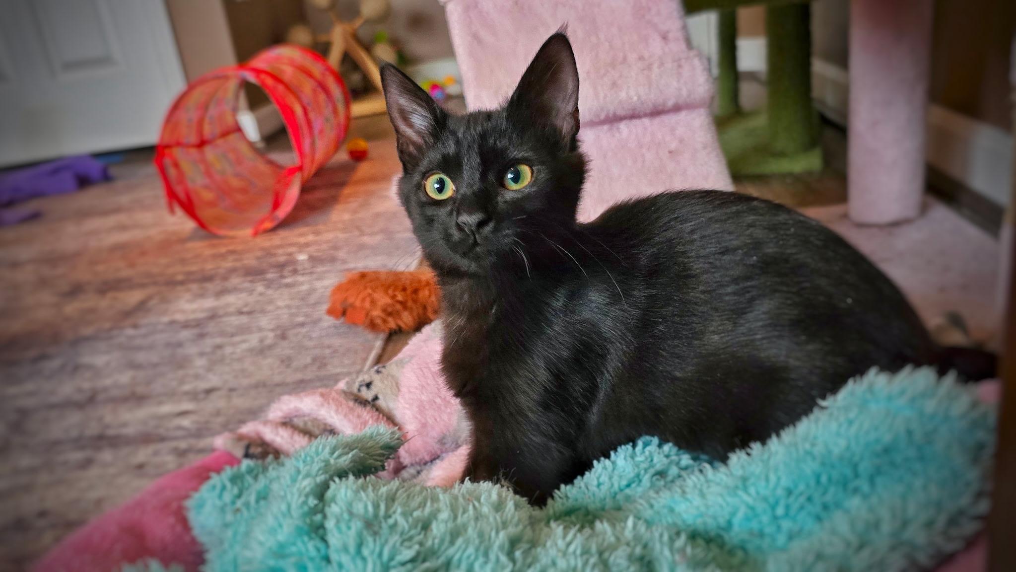 Enlarge Robin + Jay, a Adoptable mixed breed in BREINIGSVILLE, PA image 4/4