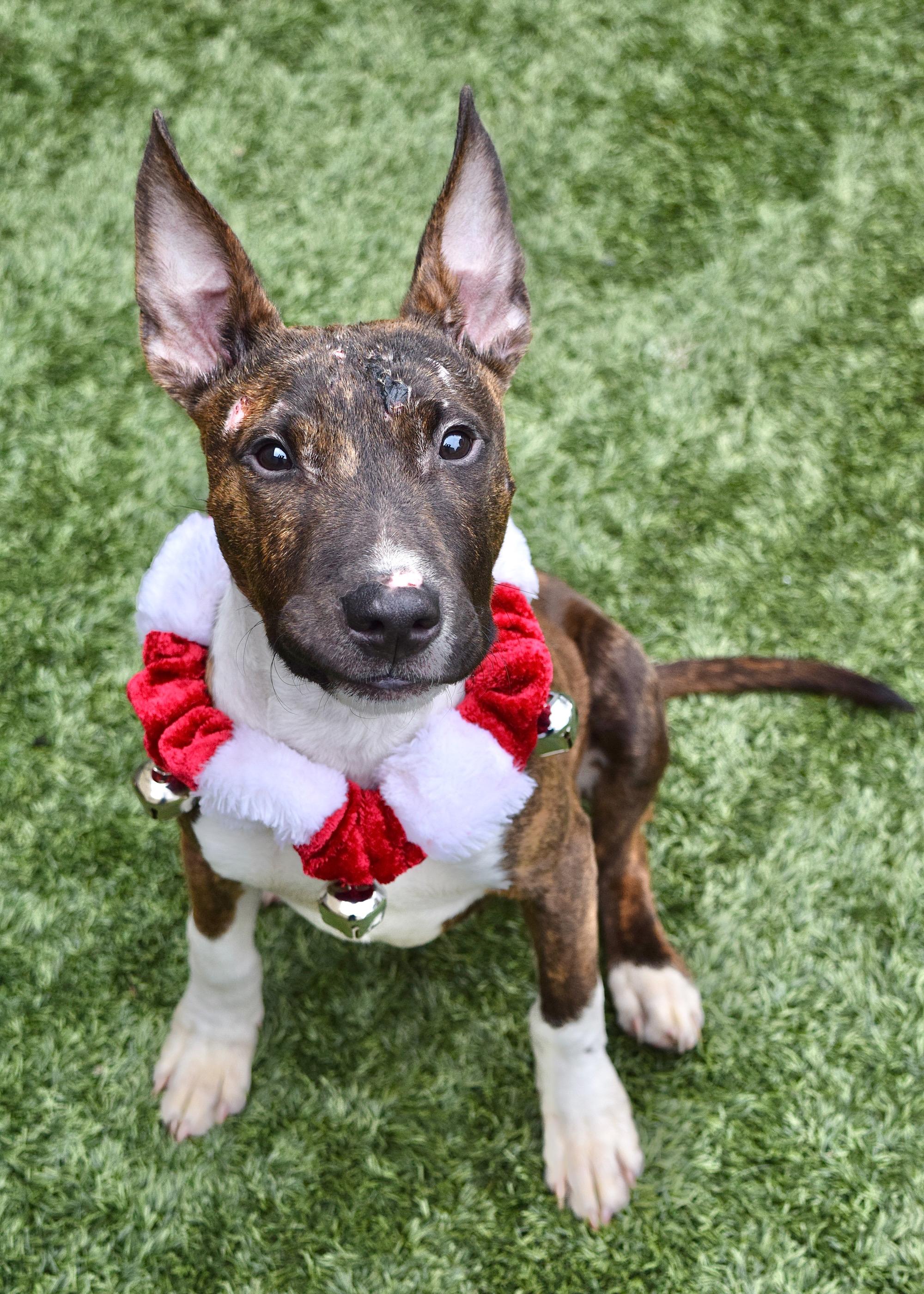 Simon, a ADOPTABLE Bull Terrier in Dublin, CA image 3/6