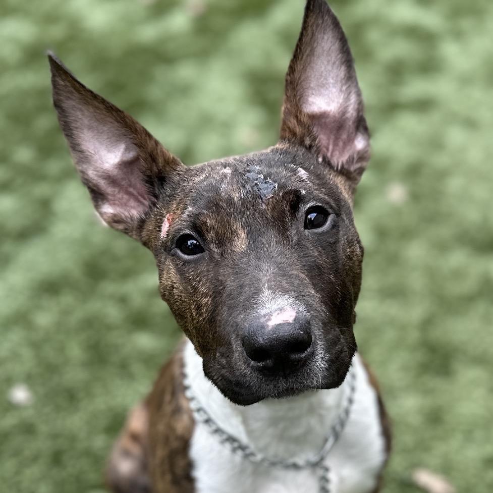 Simon, a ADOPTABLE Bull Terrier in Dublin, CA image 4/6