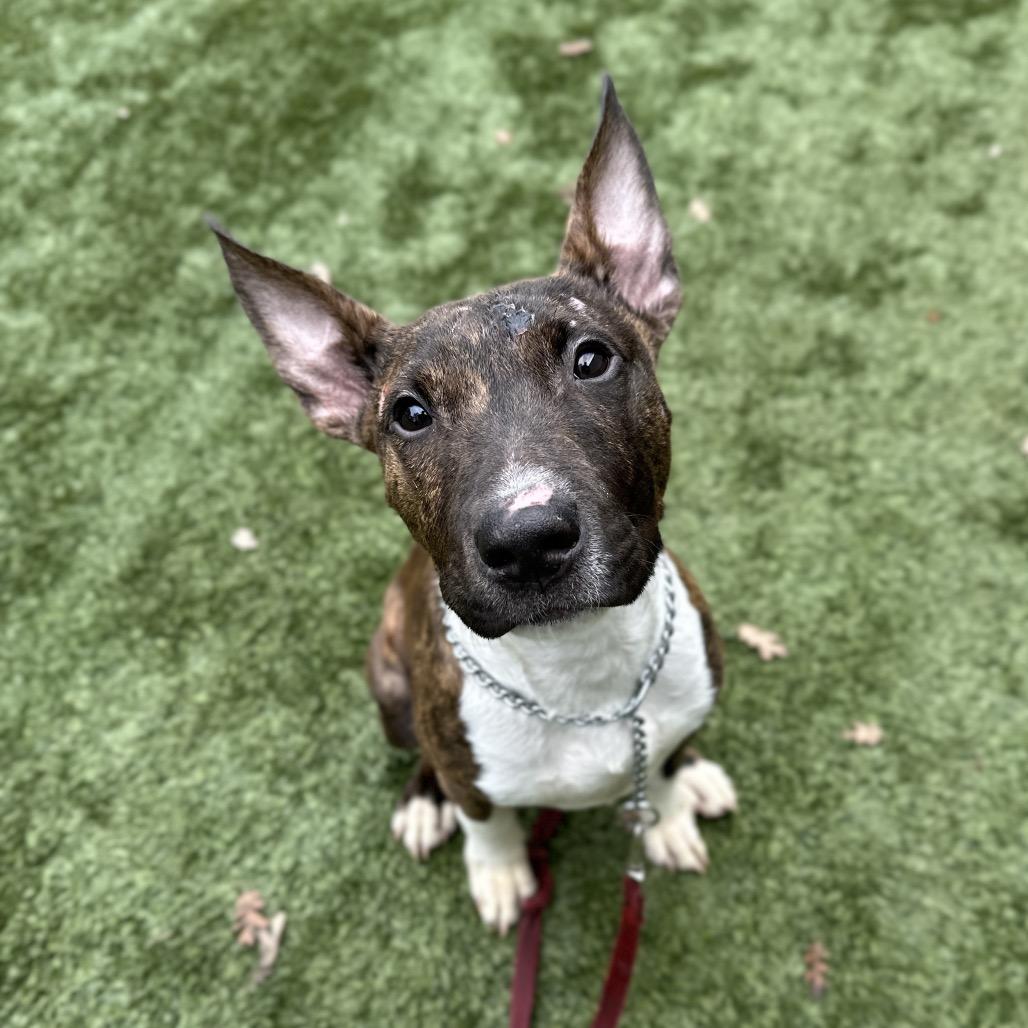 Simon, a ADOPTABLE Bull Terrier in Dublin, CA image 5/6