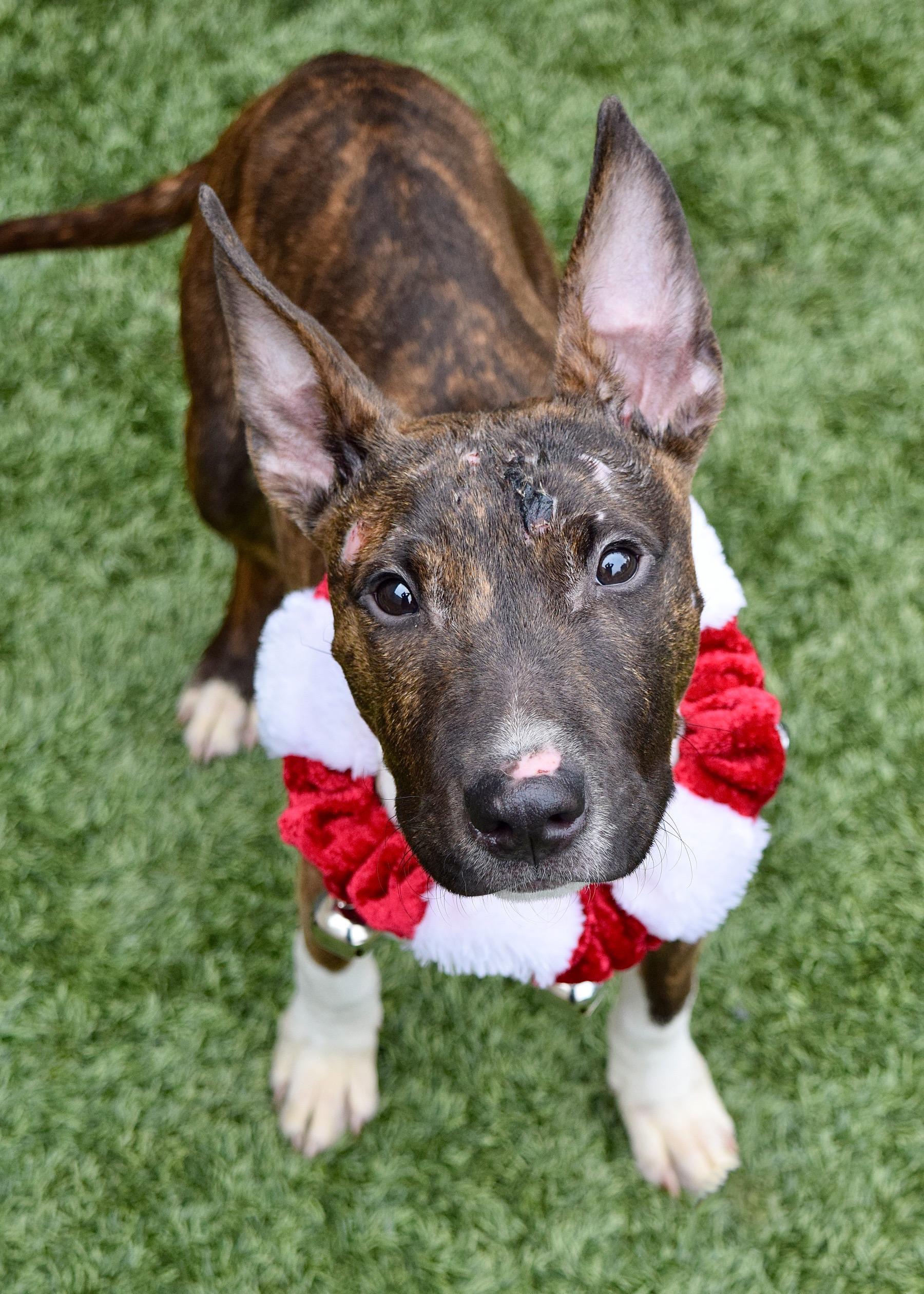 Simon, a ADOPTABLE Bull Terrier in Dublin, CA image 2/6