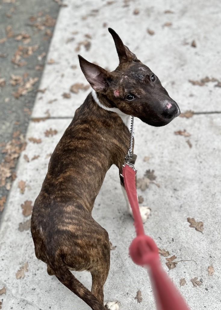 Simon, a ADOPTABLE Bull Terrier in Dublin, CA image 6/6