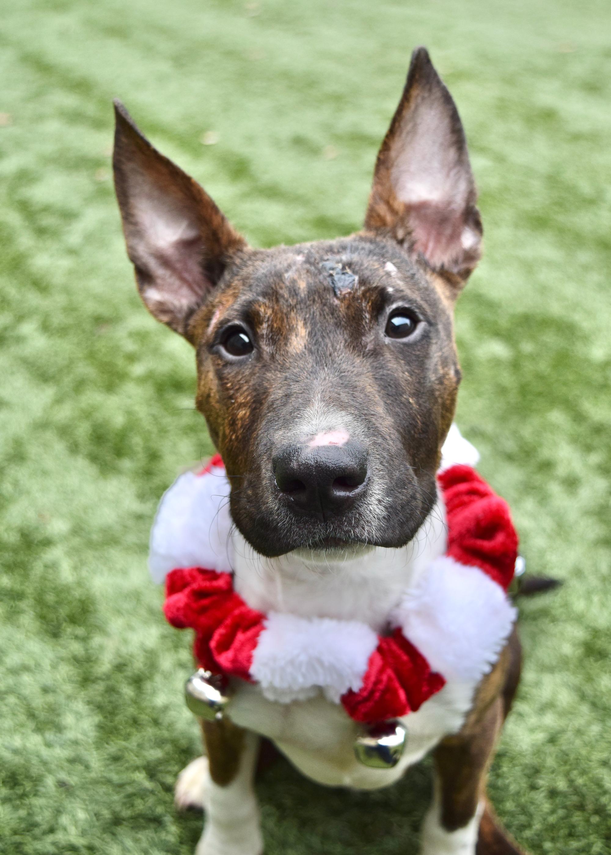 Simon, ADOPTABLE, Young Male Bull Terrier.