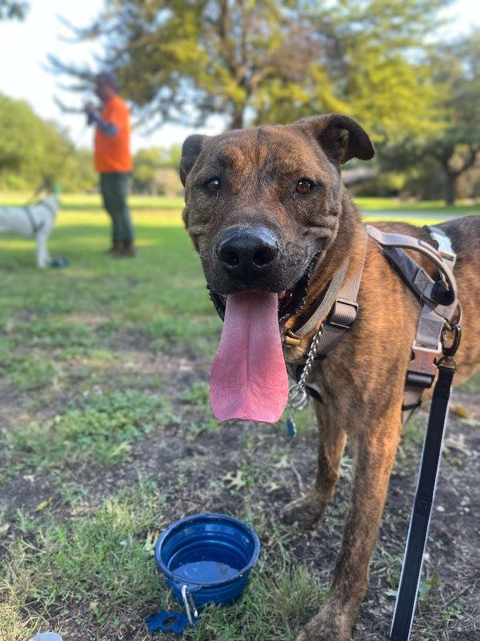 Dutch* A206583