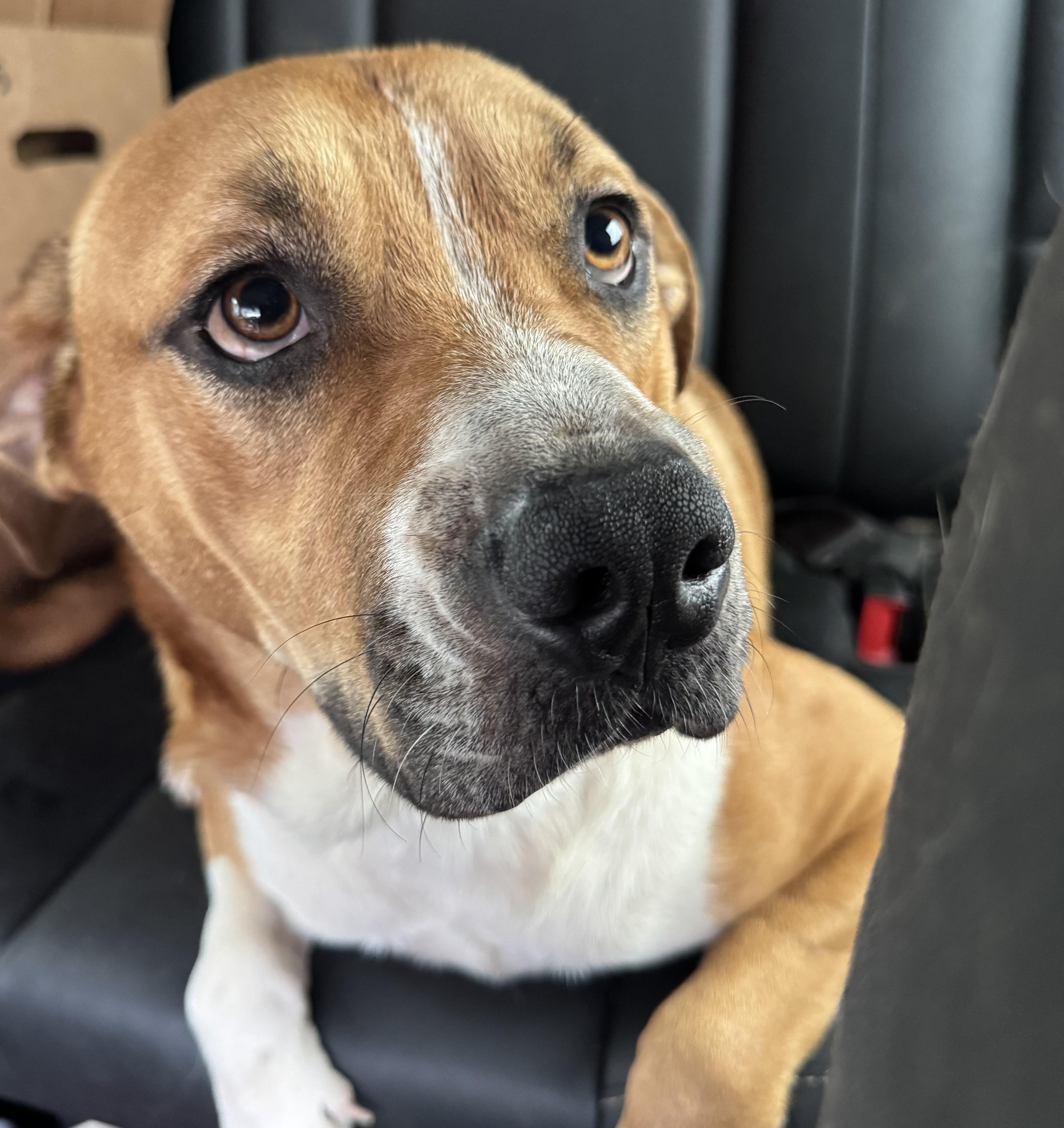 Enlarge Tommy, a ADOPTABLE mixed breed in Huntersville , NC image 4/5