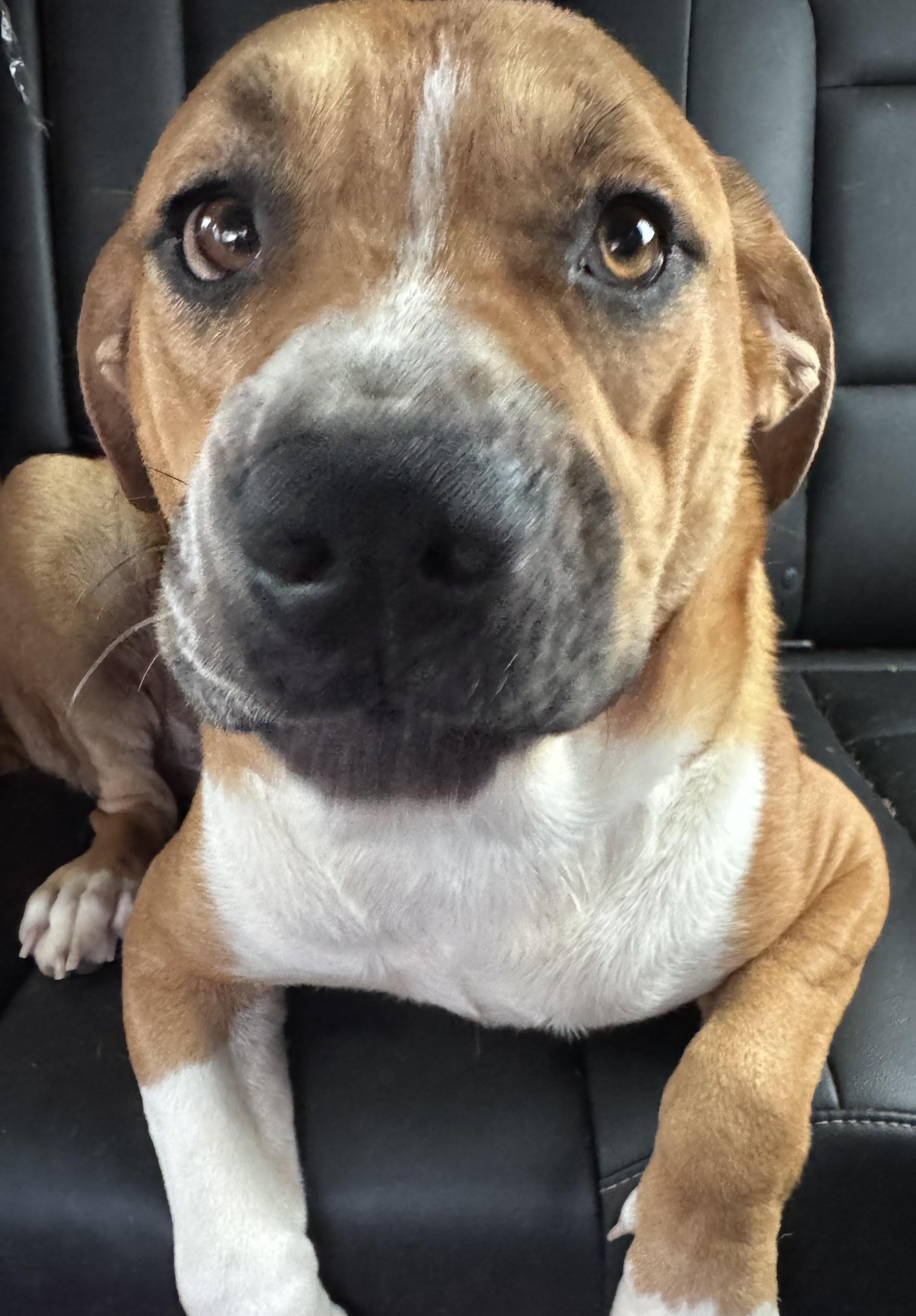 Enlarge Tommy, a ADOPTABLE mixed breed in Huntersville , NC image 3/5