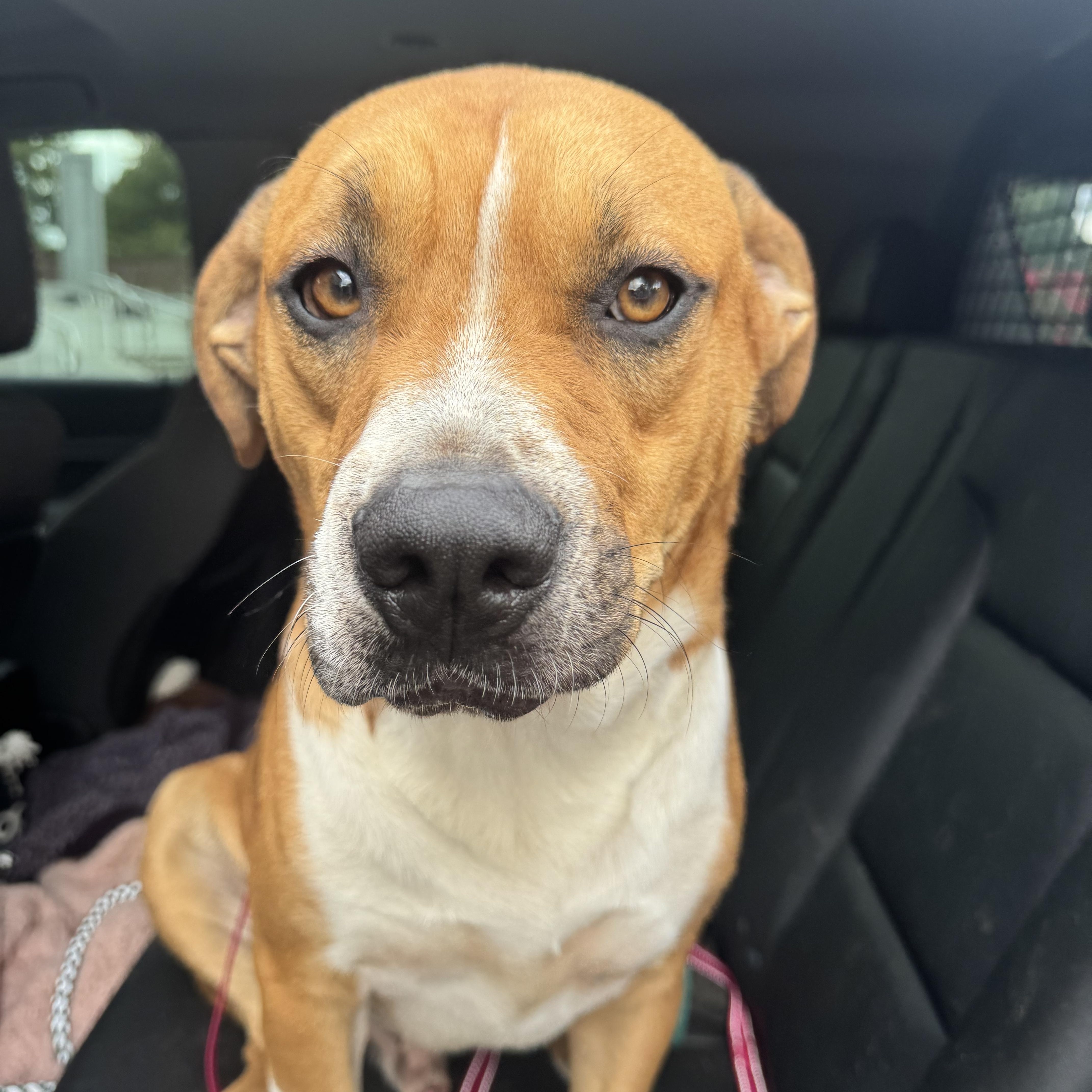 Enlarge Tommy, a ADOPTABLE mixed breed in Huntersville , NC image 2/5