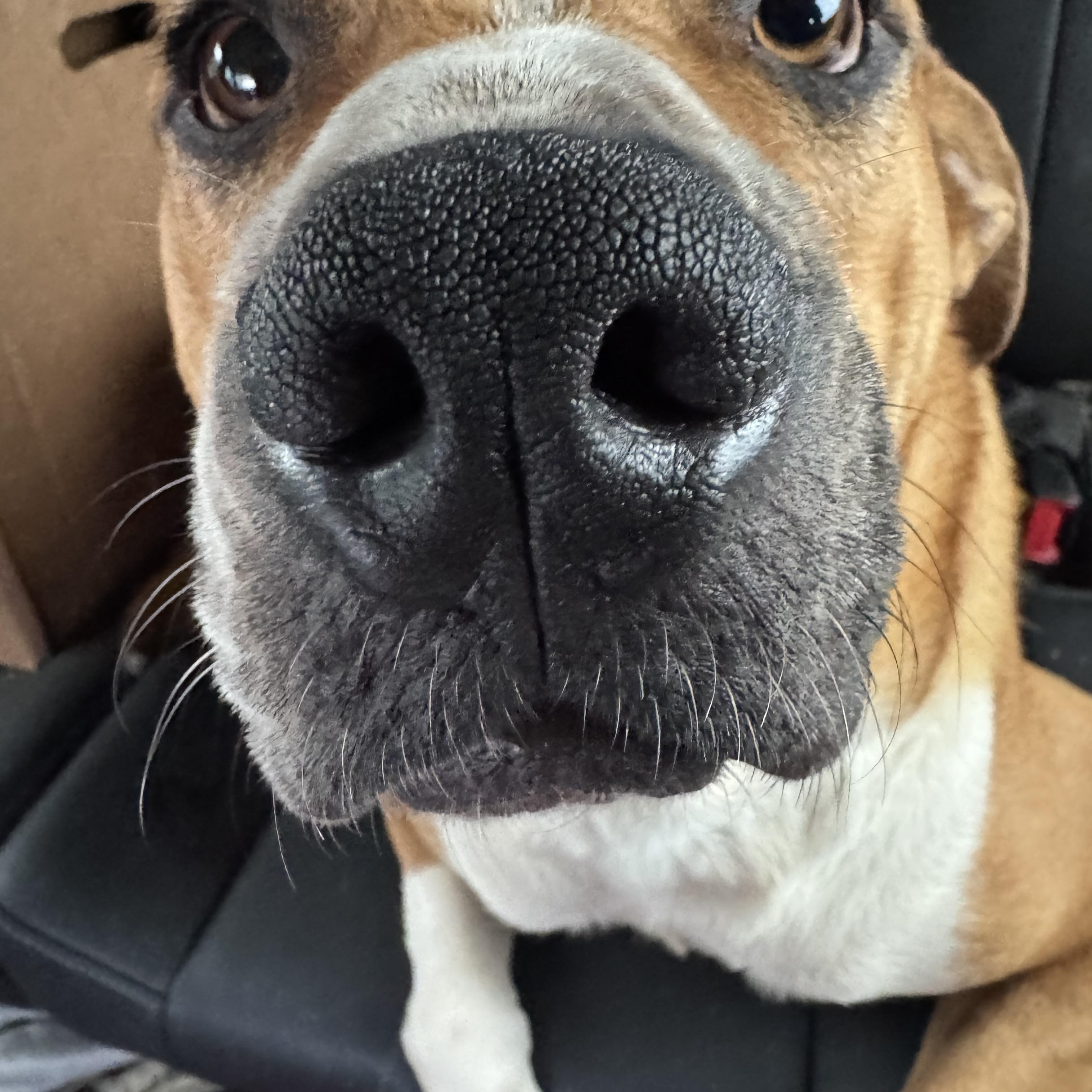 Enlarge Tommy, a ADOPTABLE mixed breed in Huntersville , NC image 5/5