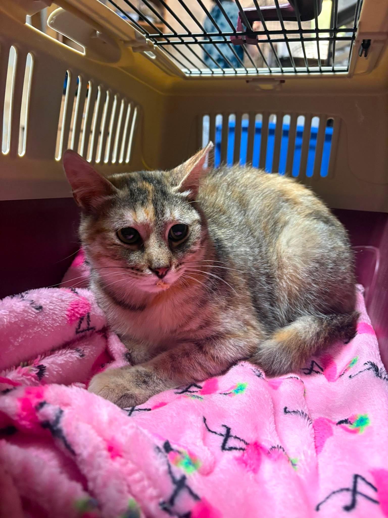 FAITH, a Adoptable Domestic Short Hair in Tillsonburg, ON image 1/2
