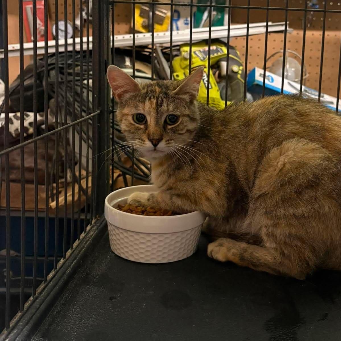 FAITH, a Adoptable Domestic Short Hair in Tillsonburg, ON image 2/2