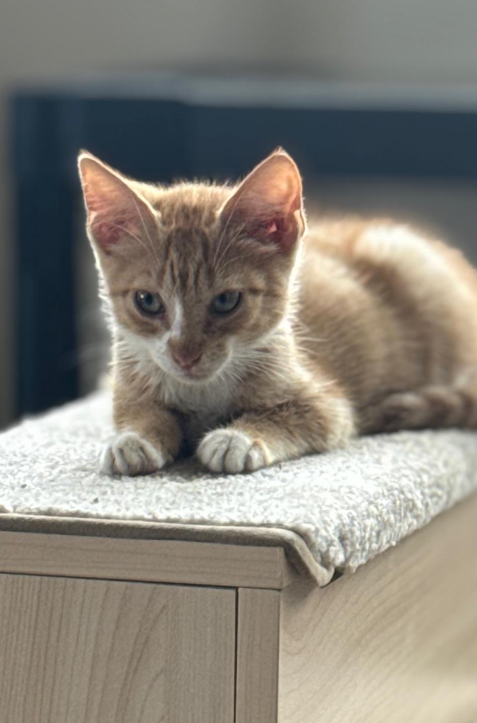 Graham, Adoptable, Kitten Male Tabby.