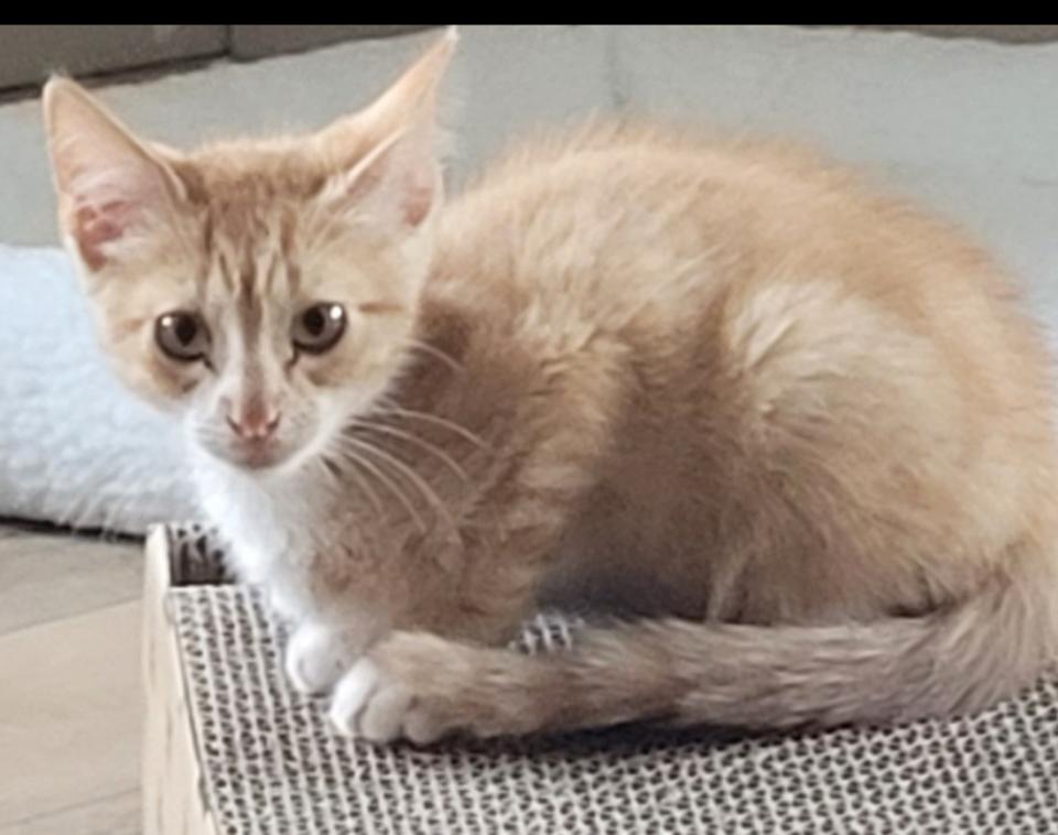 Graham, a Adoptable Tabby in Rutherfordton, NC image 5/5