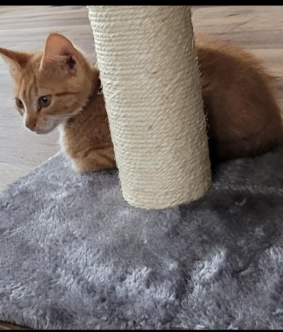 Graham, a Adoptable Tabby in Rutherfordton, NC image 4/5