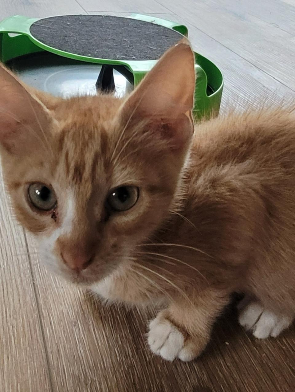 Graham, a Adoptable Tabby in Rutherfordton, NC image 3/5