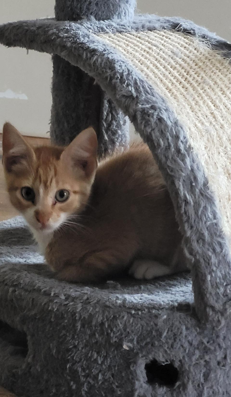 Graham, a Adoptable Tabby in Rutherfordton, NC image 2/5