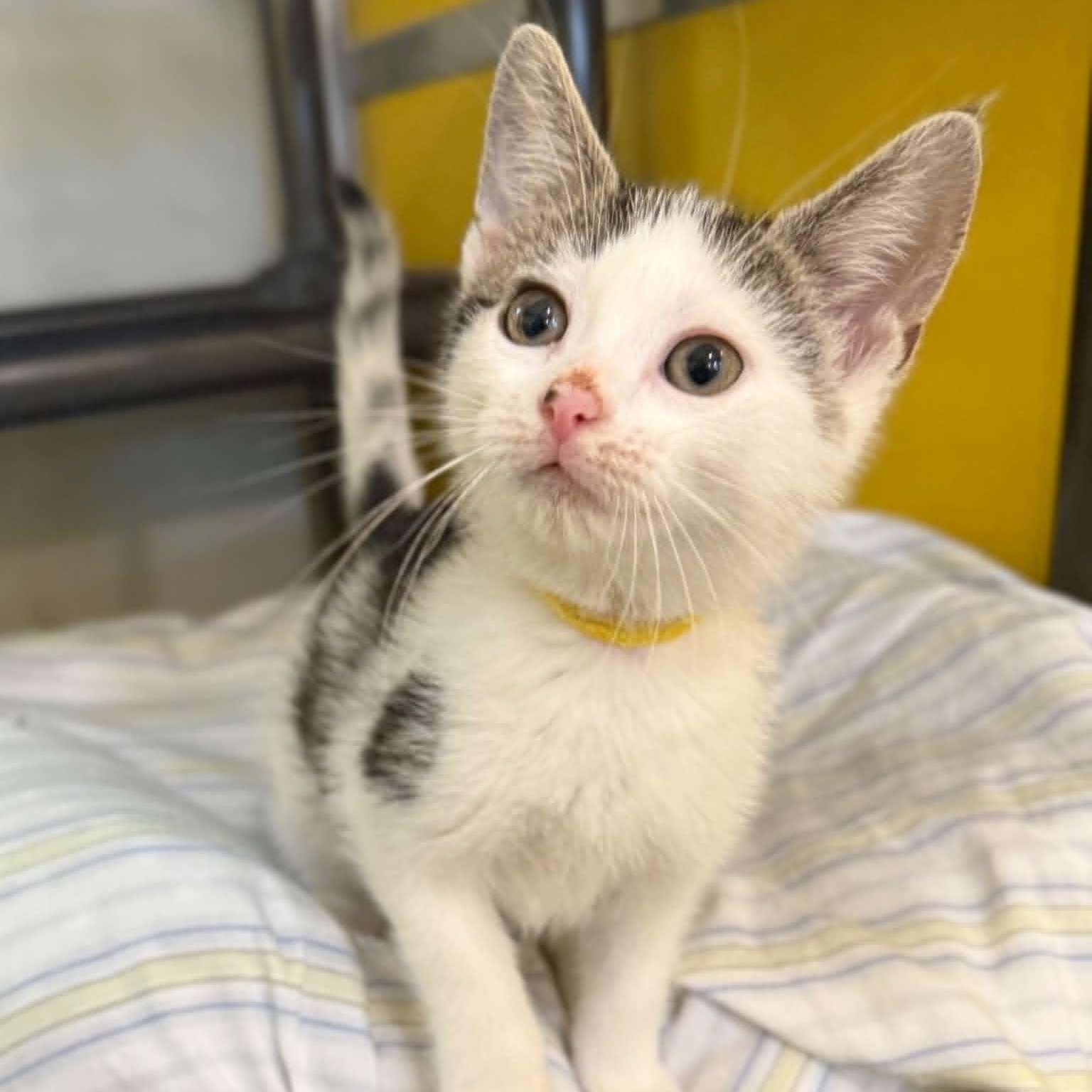 Meteor, ADOPTABLE, Kitten Male Domestic Short Hair & Tabby.