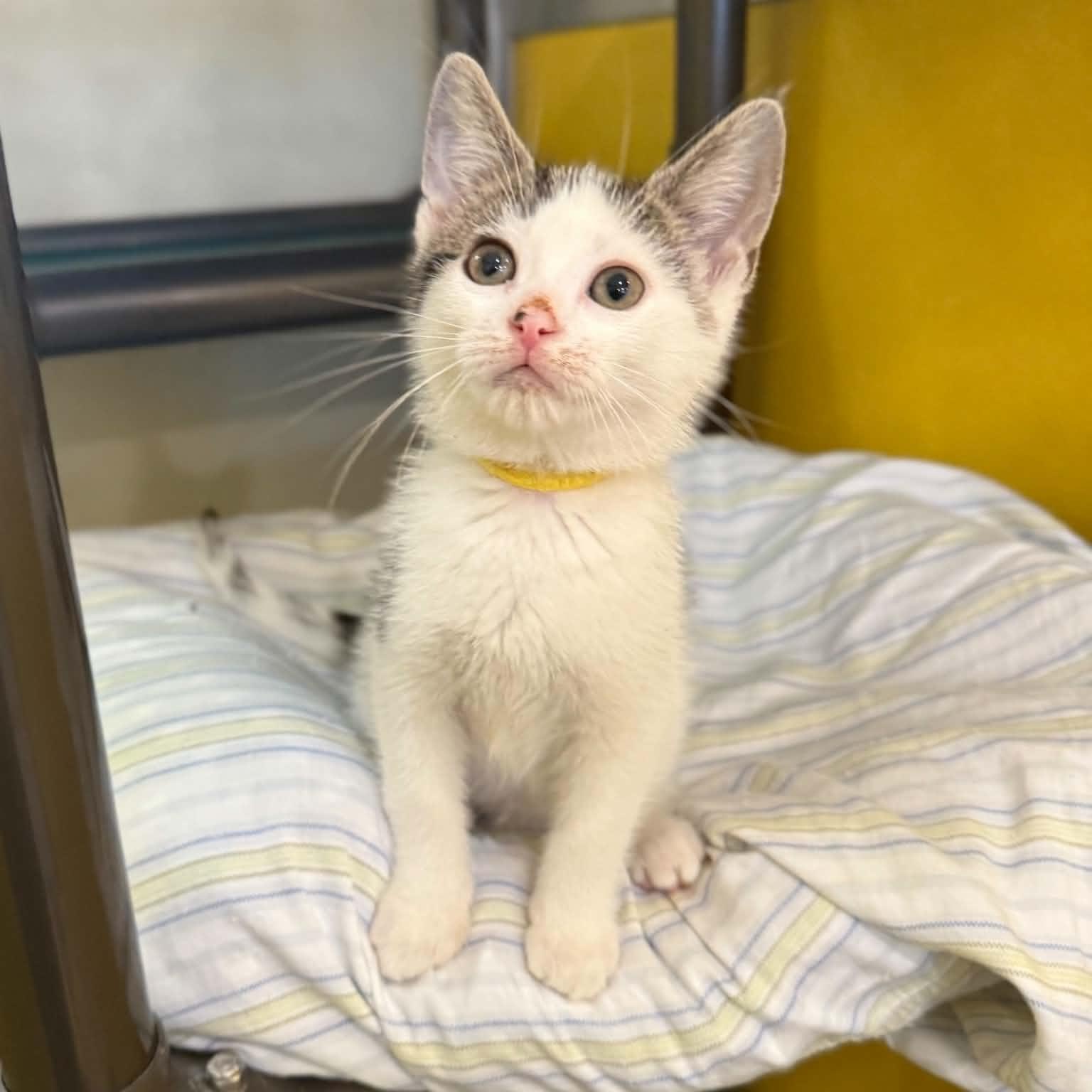 Enlarge Meteor, a ADOPTABLE mixed breed in Penn Yan, NY image 2/5