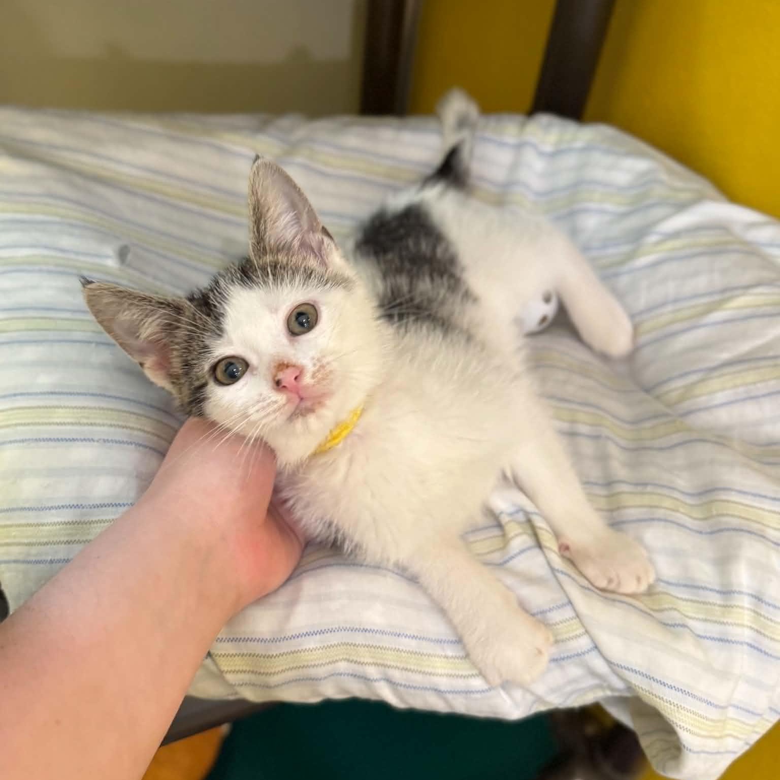 Enlarge Meteor, a ADOPTABLE mixed breed in Penn Yan, NY image 5/5