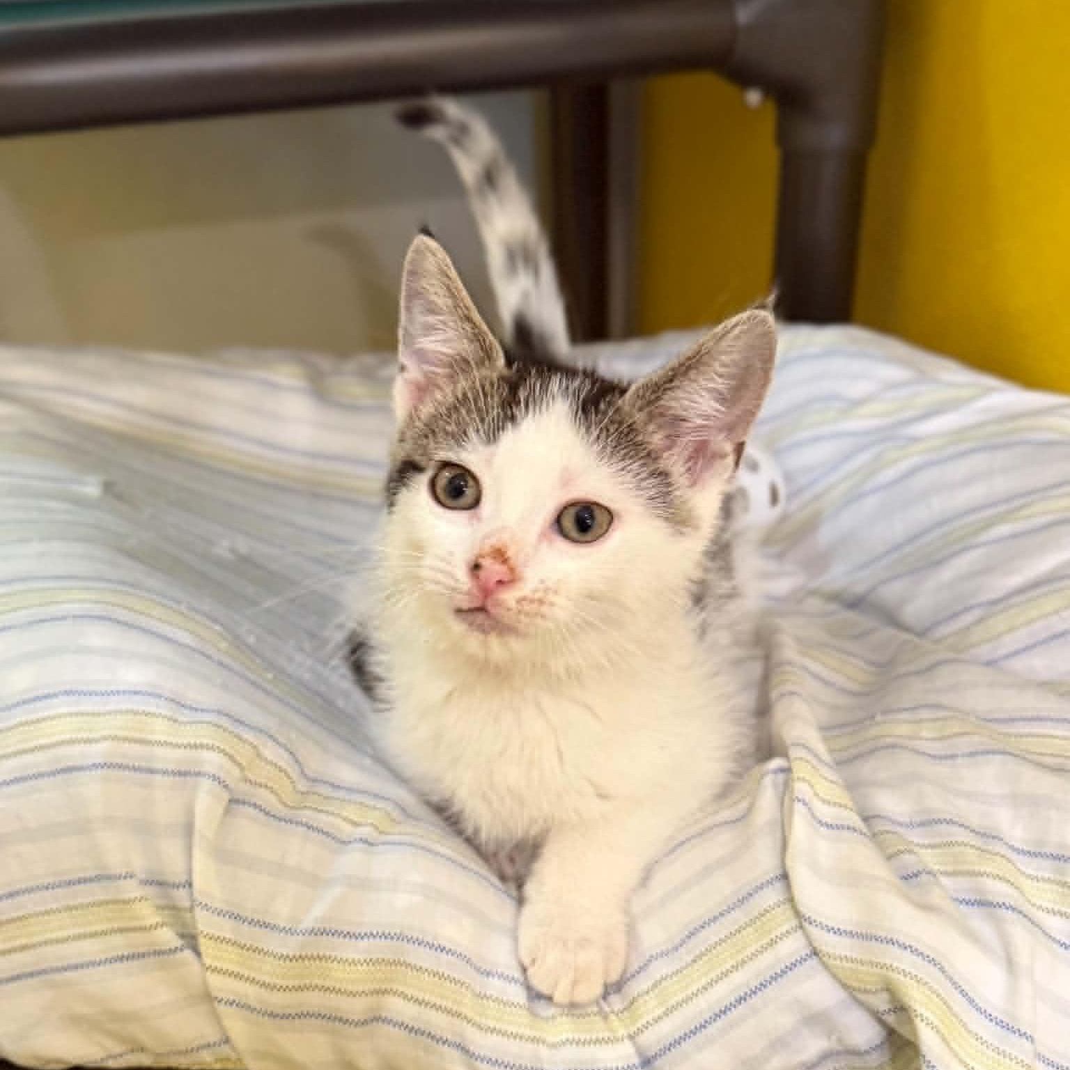 Enlarge Meteor, a ADOPTABLE mixed breed in Penn Yan, NY image 4/5