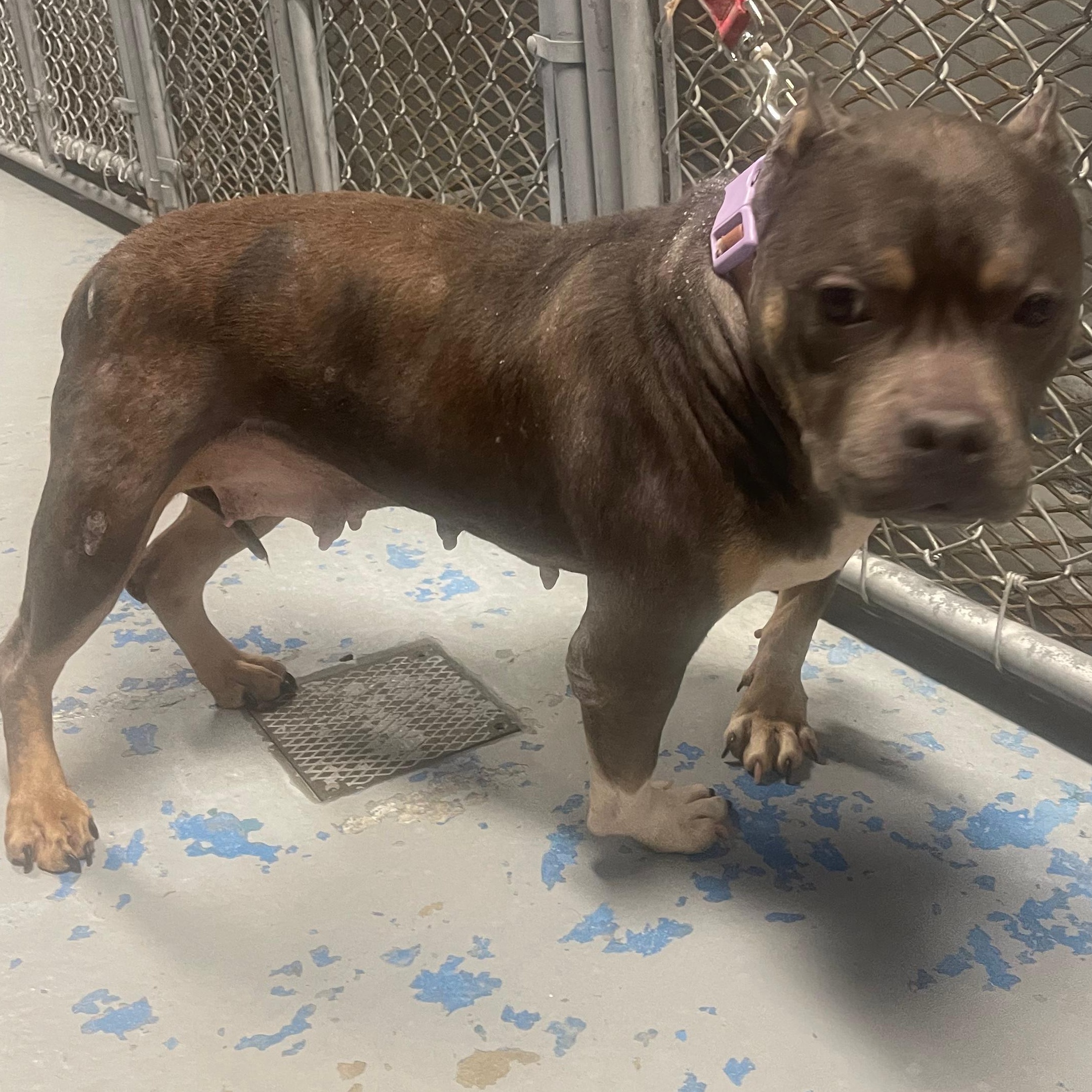 Enlarge EVE, an adopted mixed breed in Staten Island, NY image 2/3