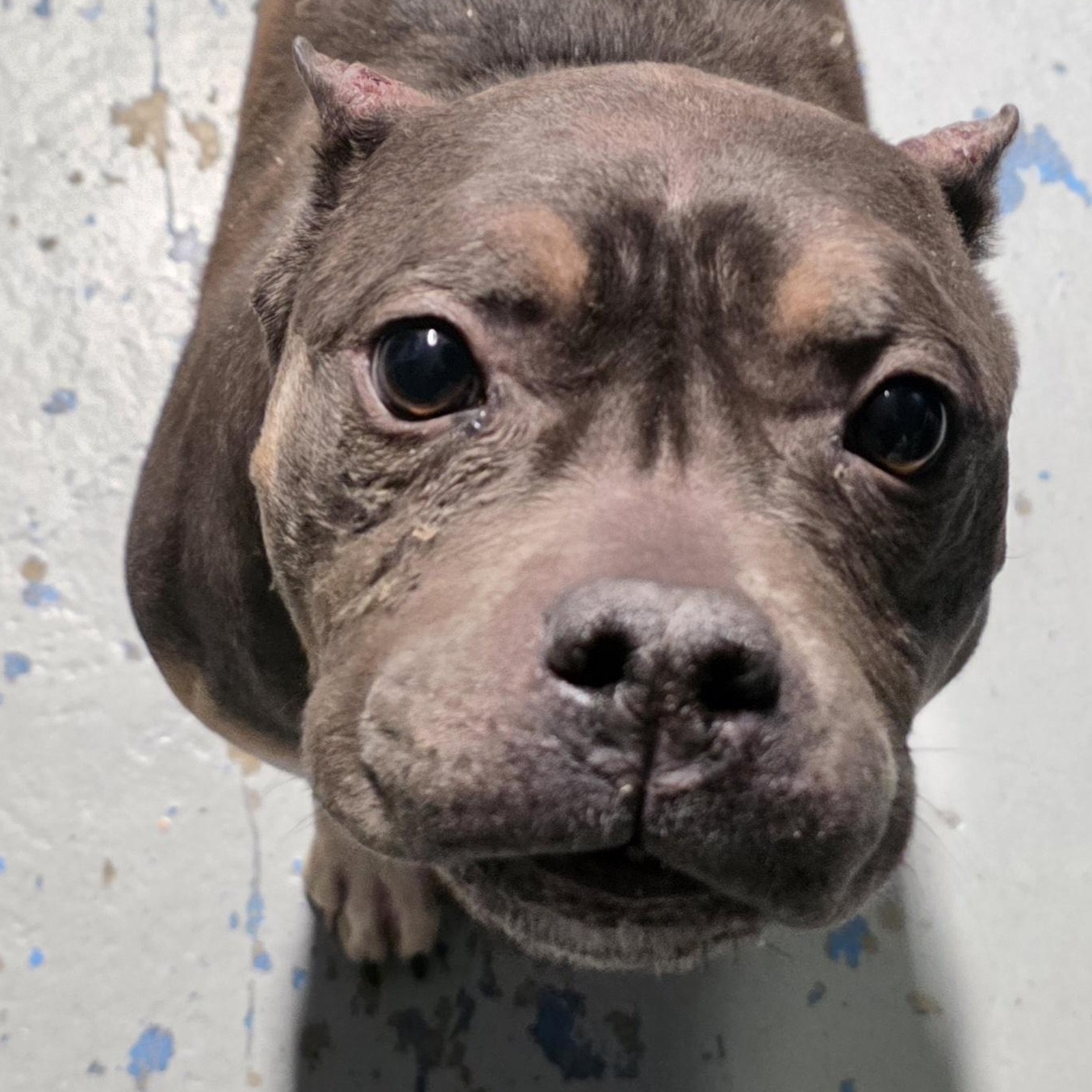 EVE, adopted, Adult Female American Bully & Bulldog.