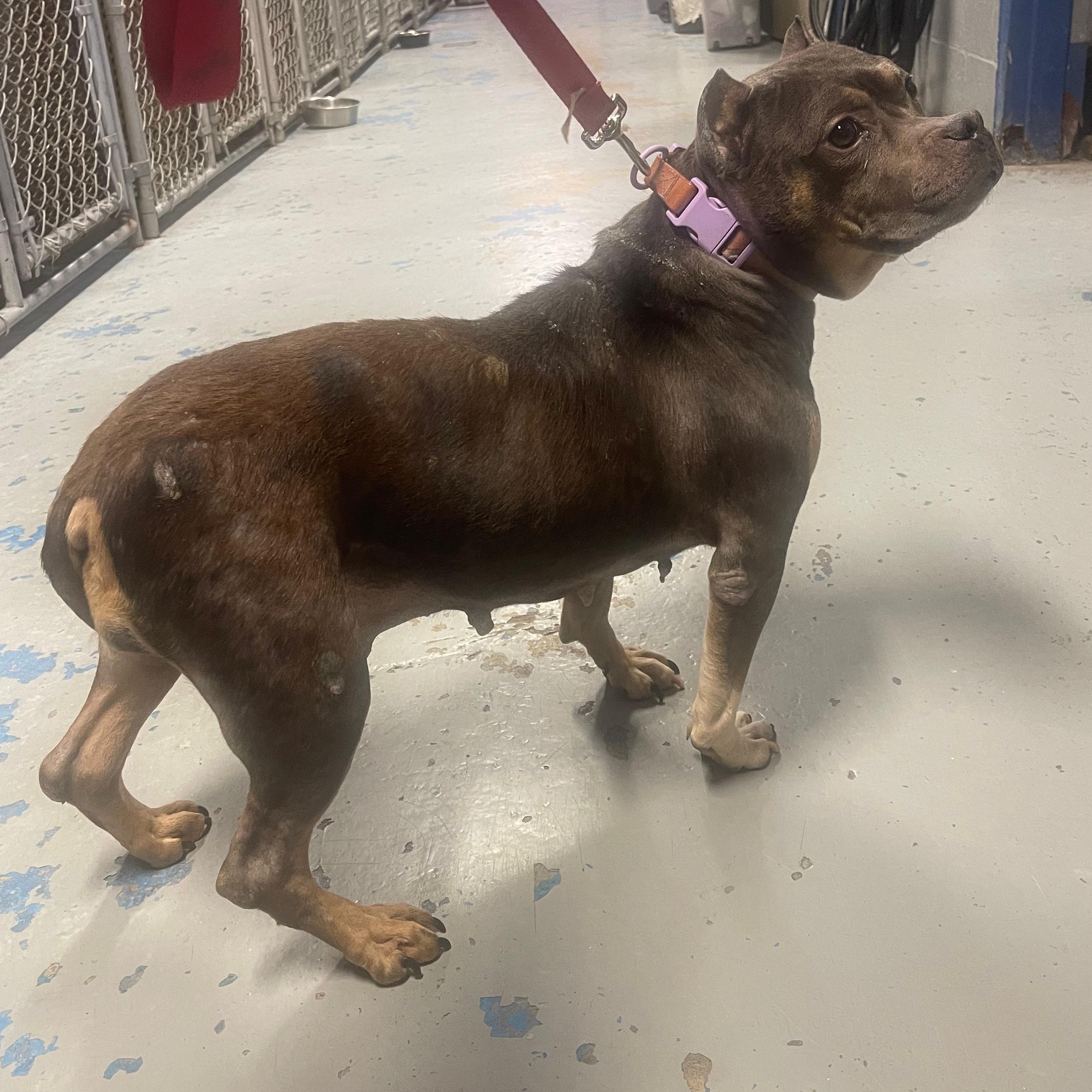 Enlarge EVE, an adopted mixed breed in Staten Island, NY image 3/3