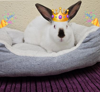 Hattie, Adoptable, Young Female Bunny Rabbit & Californian.