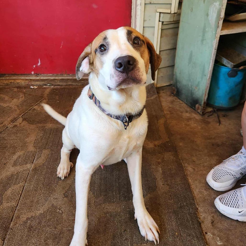 Yang, a Adoptable mixed breed in Hackett, AR image 1/4