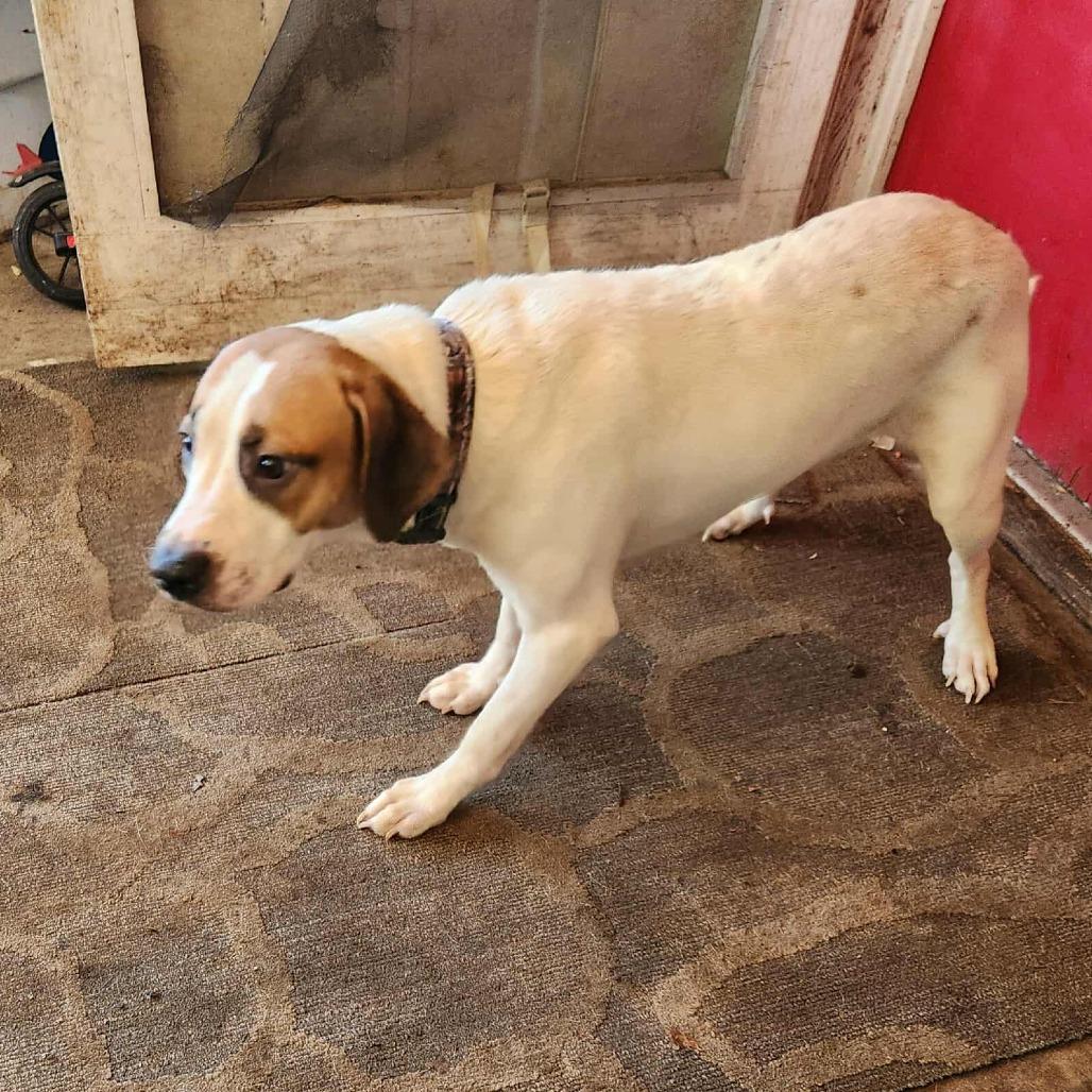 Yang, a Adoptable mixed breed in Hackett, AR image 2/4