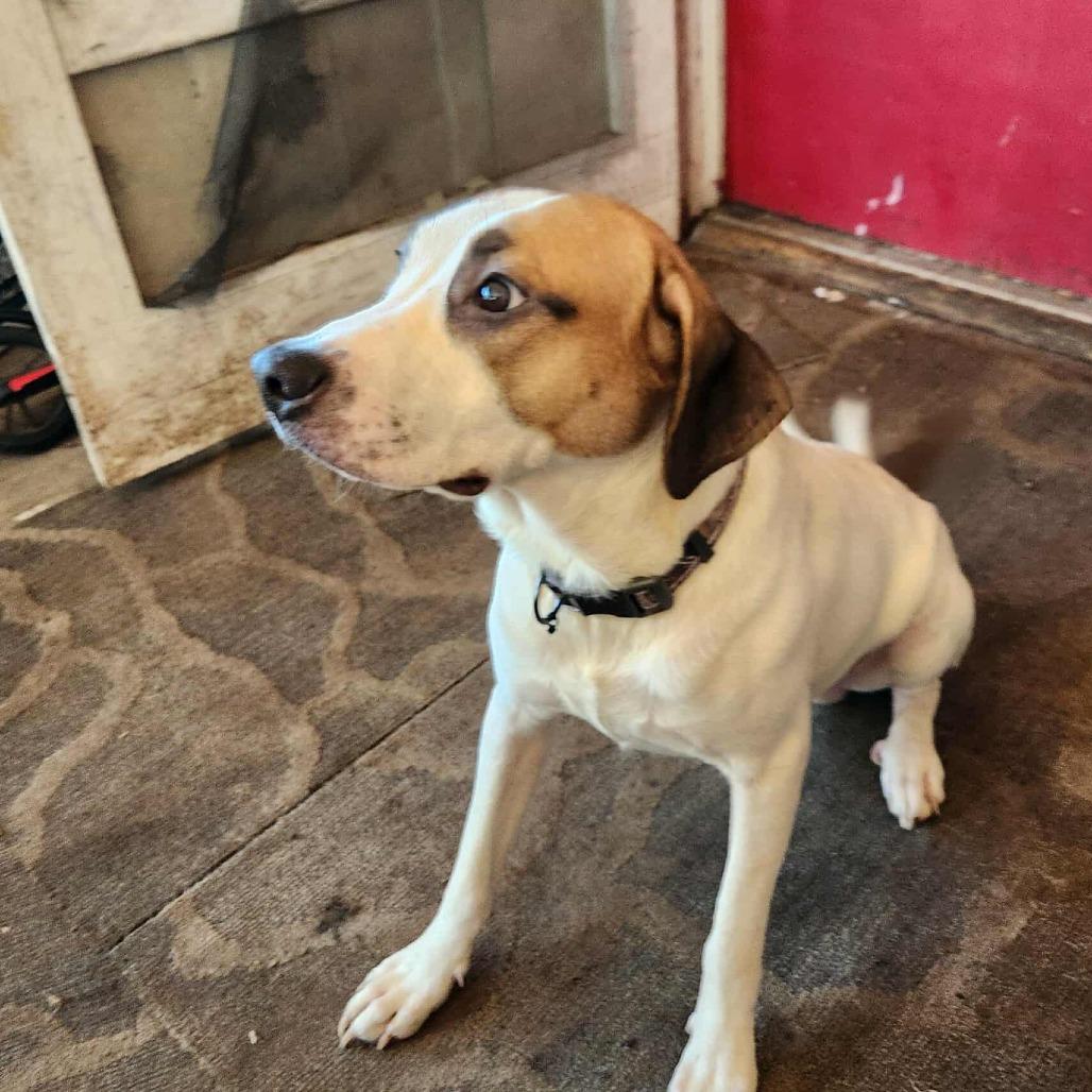 Yang, a Adoptable mixed breed in Hackett, AR image 4/4