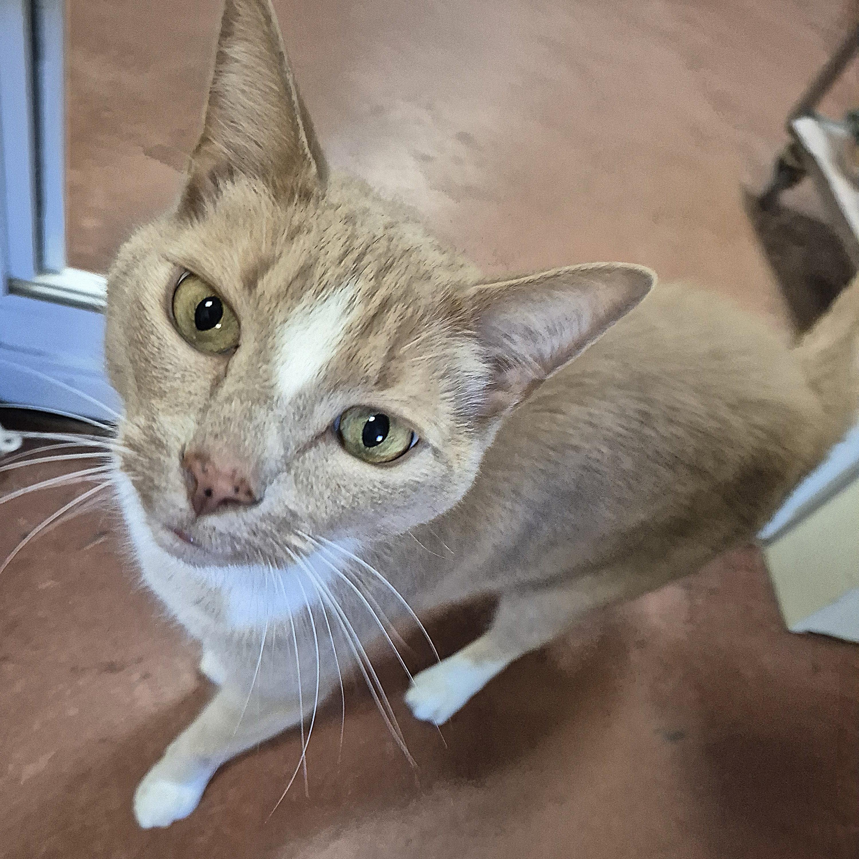 Enlarge Brutus, a Adoptable Domestic Short Hair in Tioga, PA image 3/6