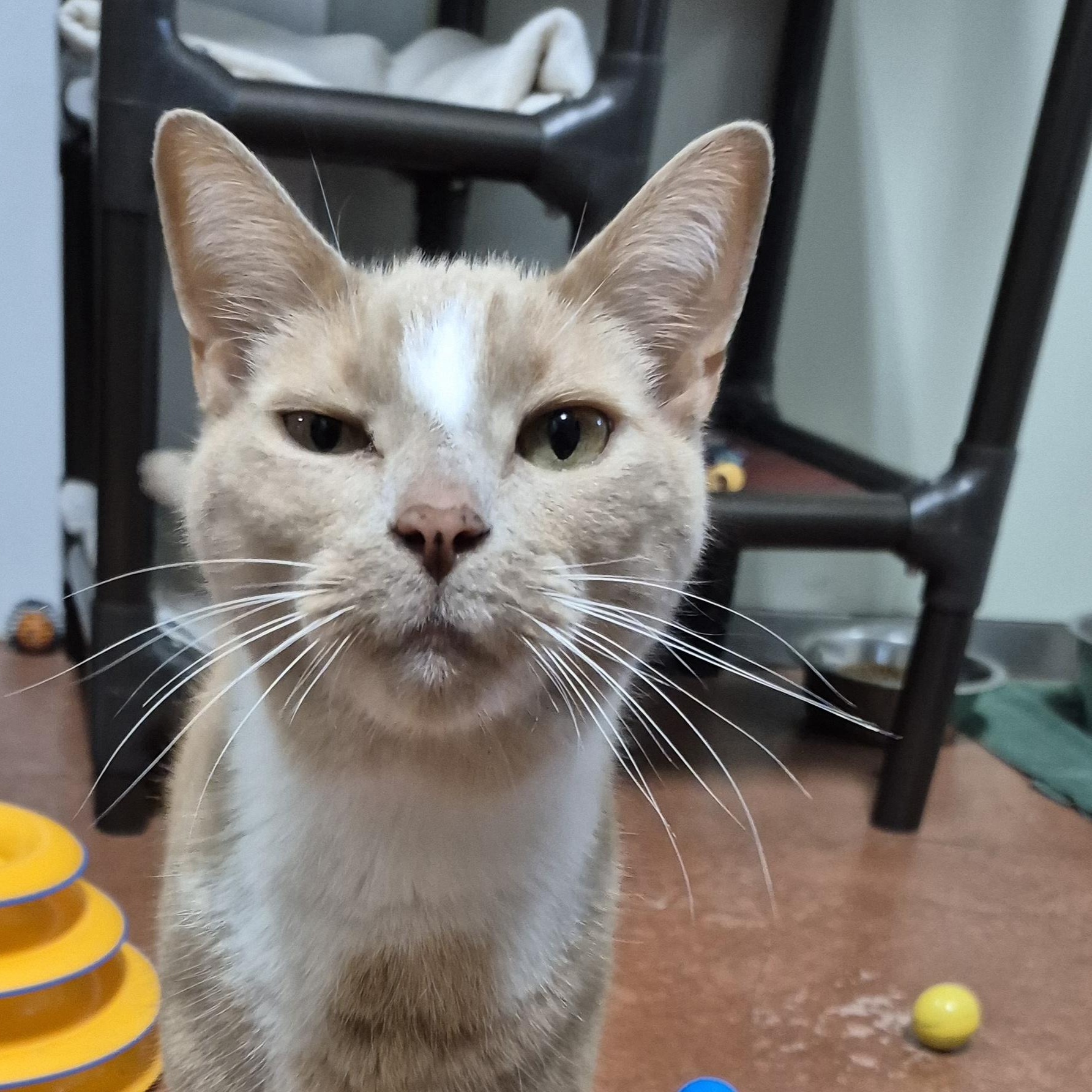 Enlarge Brutus, a Adoptable Domestic Short Hair in Tioga, PA image 5/6