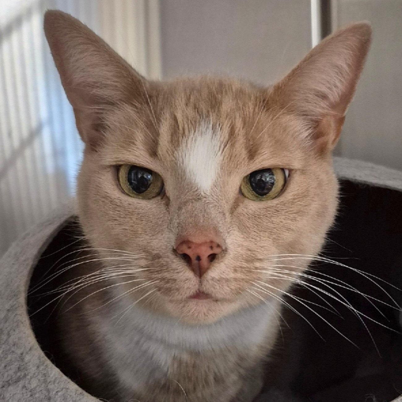 Brutus, Adoptable, Senior Male Domestic Short Hair.