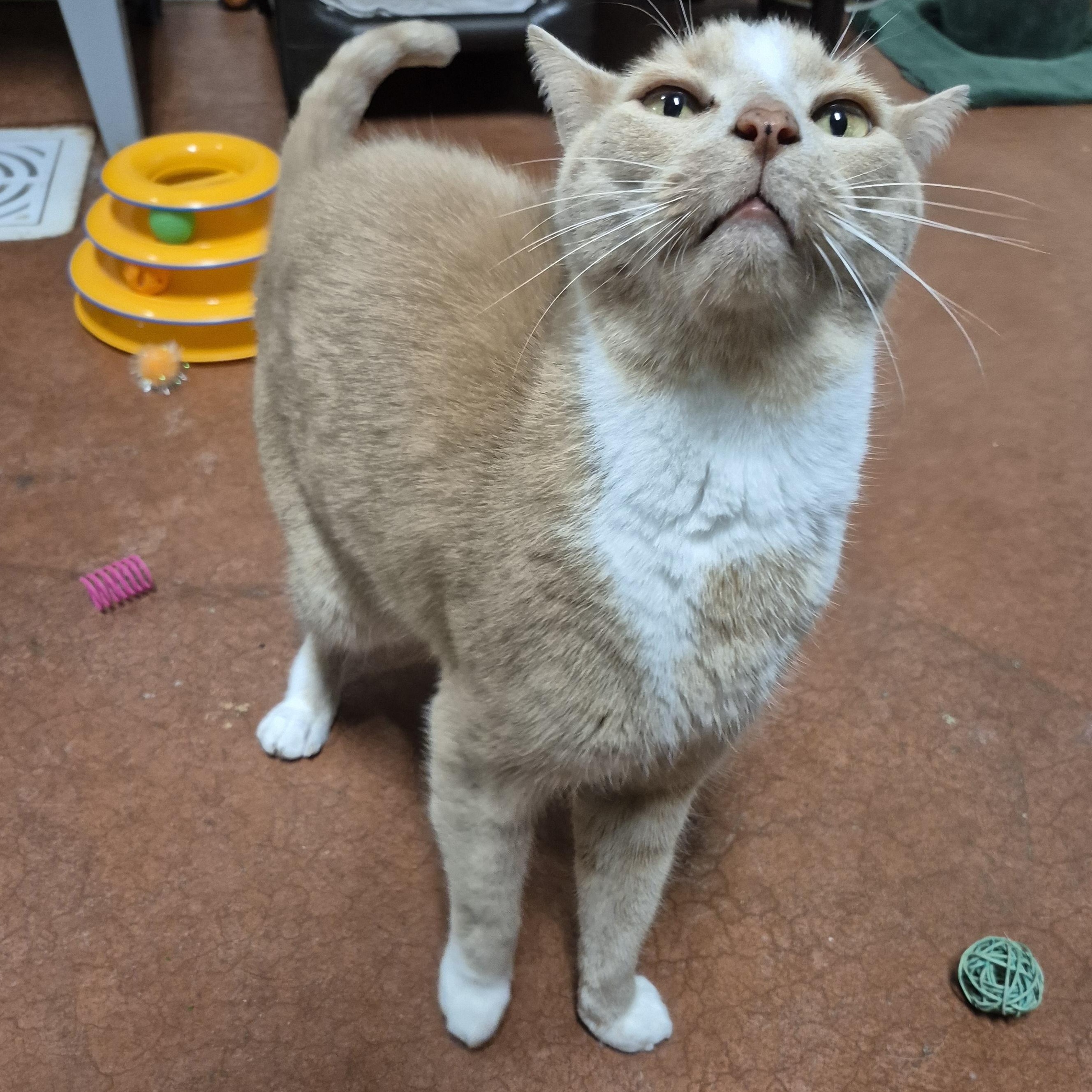 Enlarge Brutus, a Adoptable Domestic Short Hair in Tioga, PA image 4/6