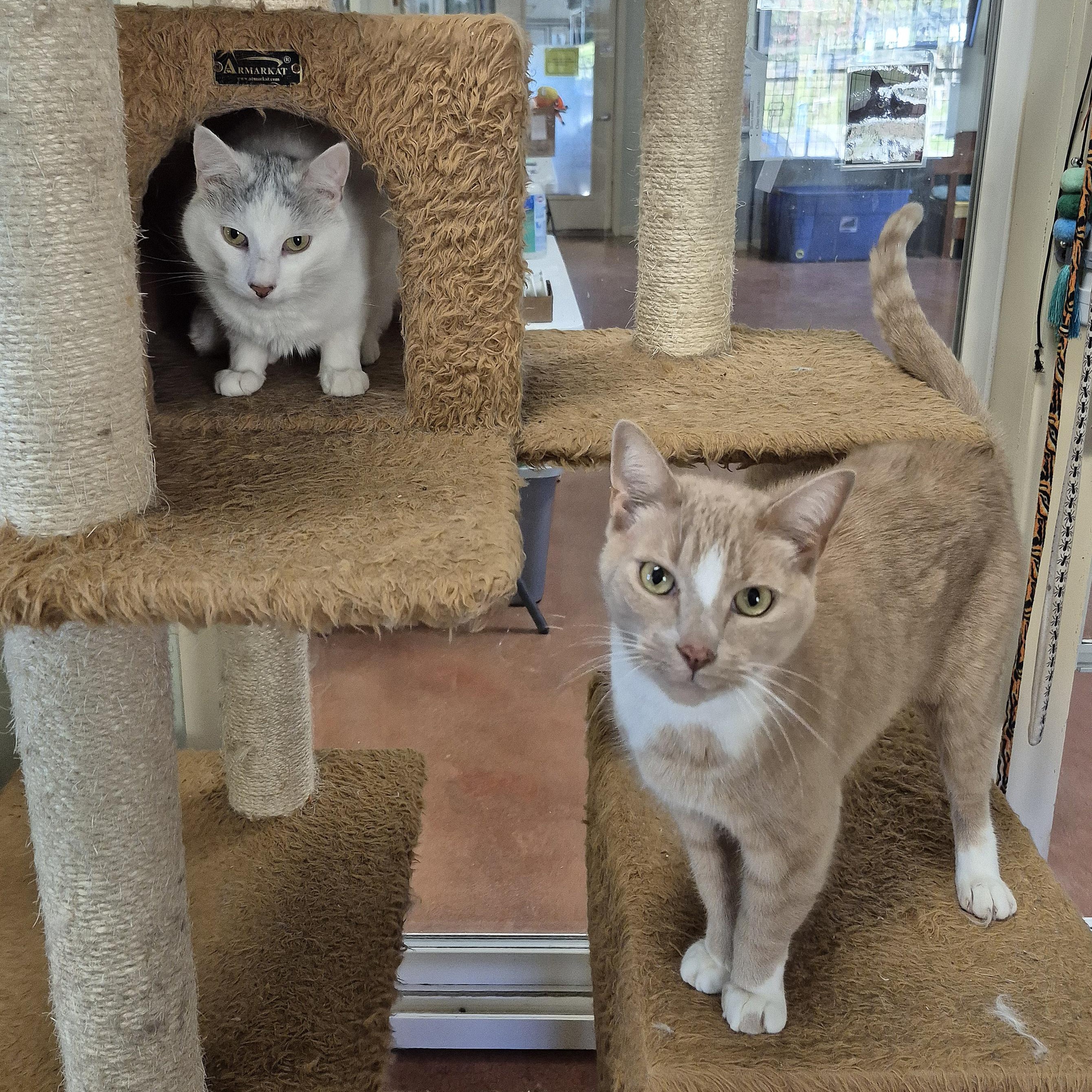 Enlarge Brutus, a Adoptable Domestic Short Hair in Tioga, PA image 6/6