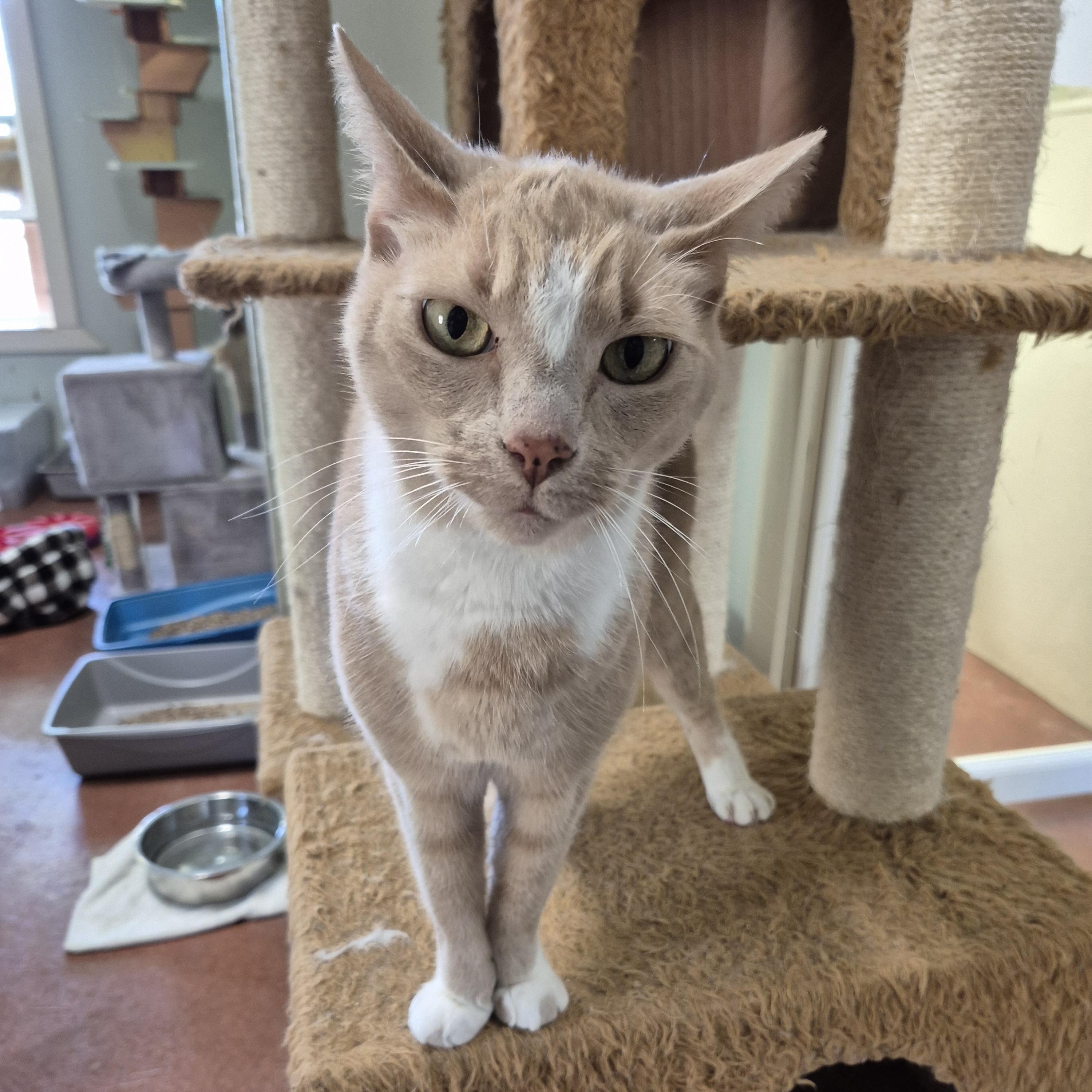 Enlarge Brutus, a Adoptable Domestic Short Hair in Tioga, PA image 2/6