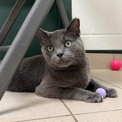 Enlarge Lenny, a Adoptable mixed breed in Traverse City, MI image 1/3