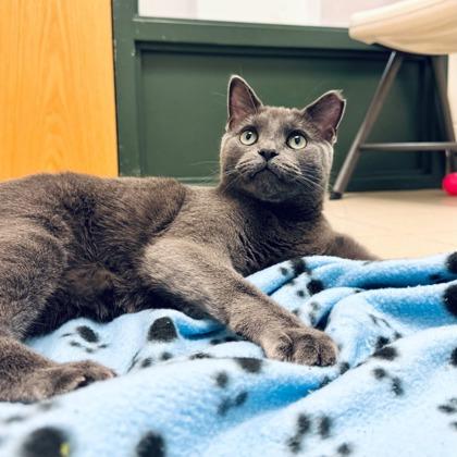 Enlarge Lenny, a Adoptable mixed breed in Traverse City, MI image 2/3