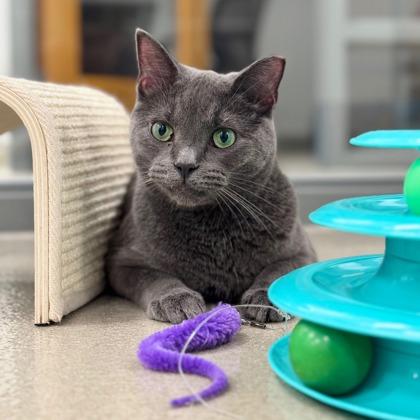 Lenny, a Adoptable mixed breed in Traverse City, MI image 2/3